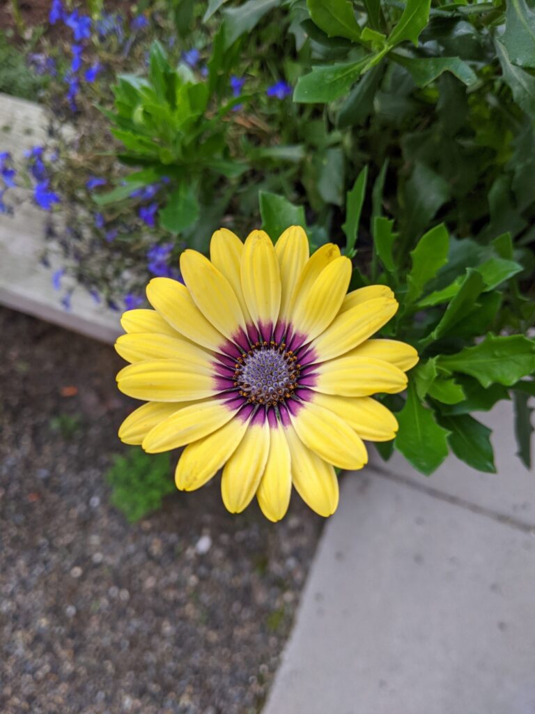 Flower 1