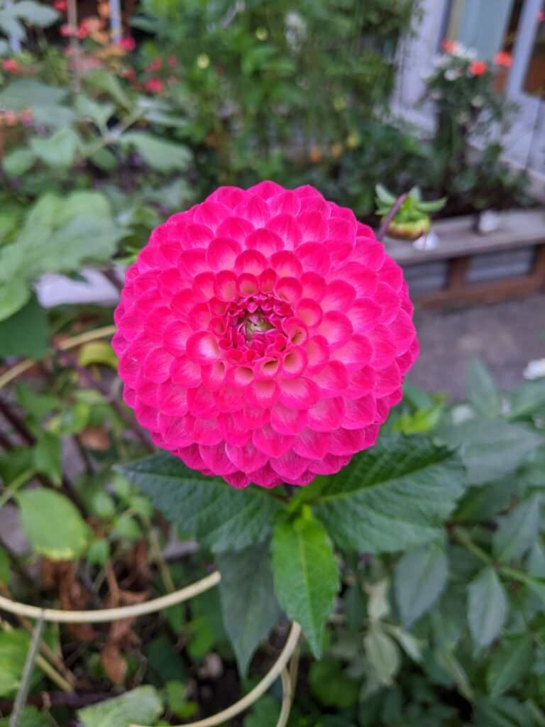 Flower 3