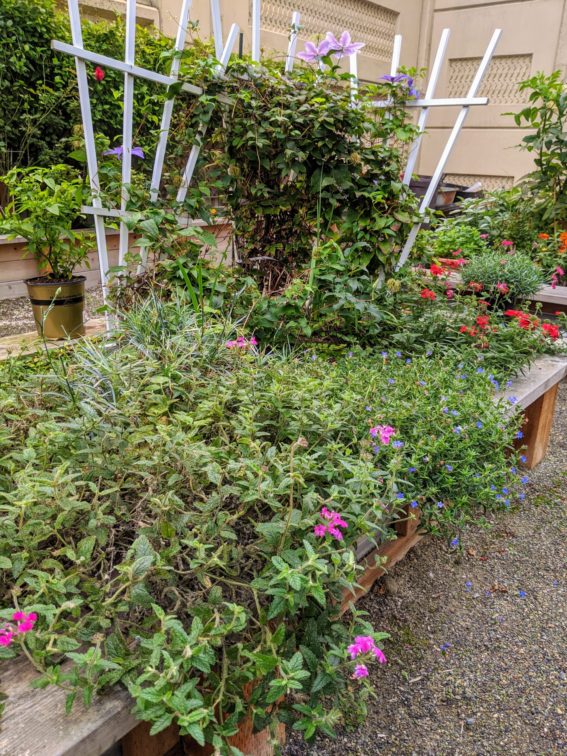 Flower garden and trellises