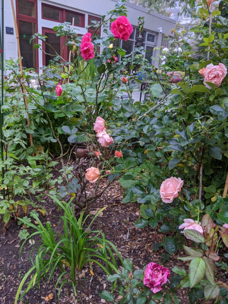 Rose Garden