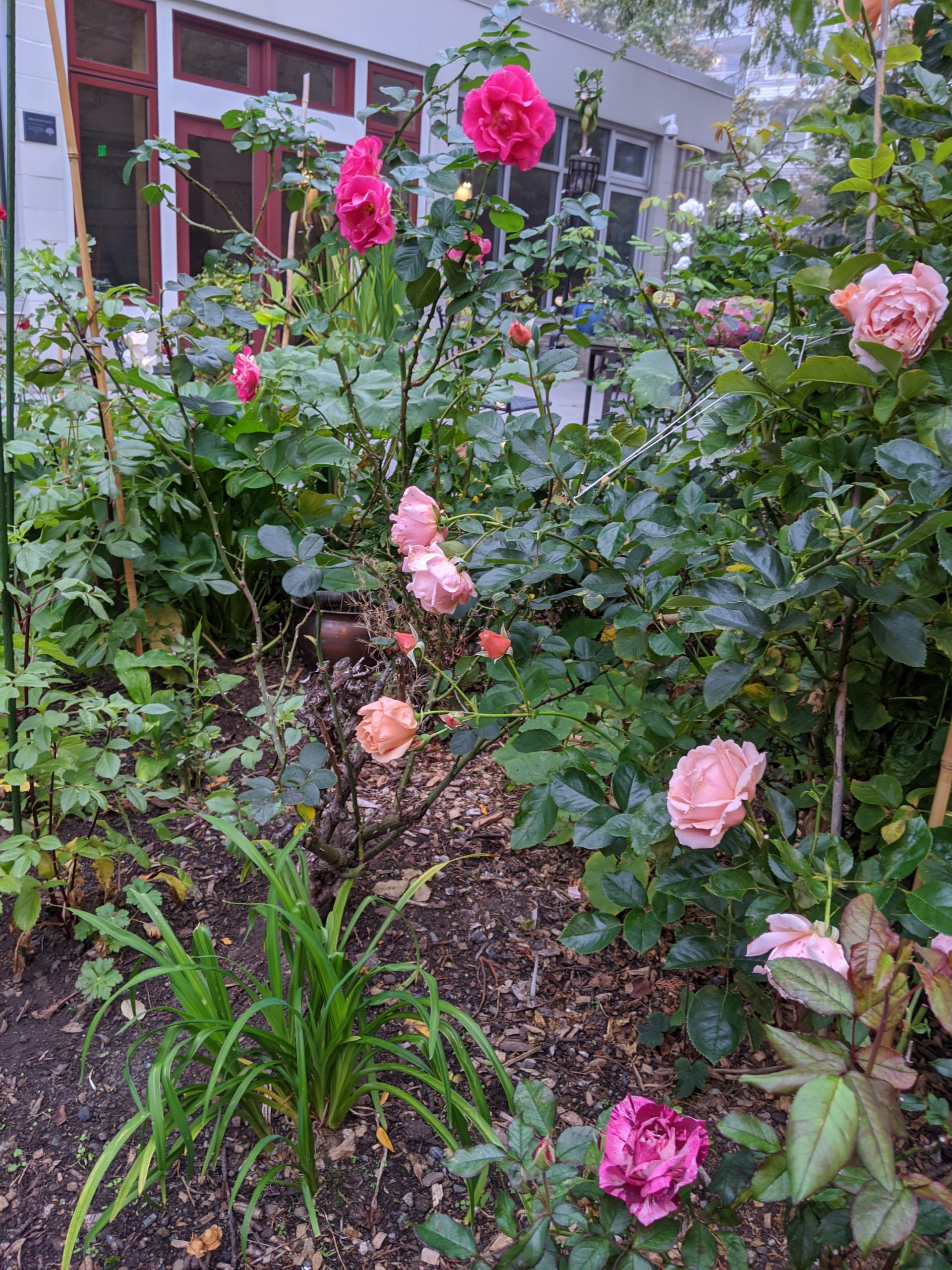 Hilltop's rose garden